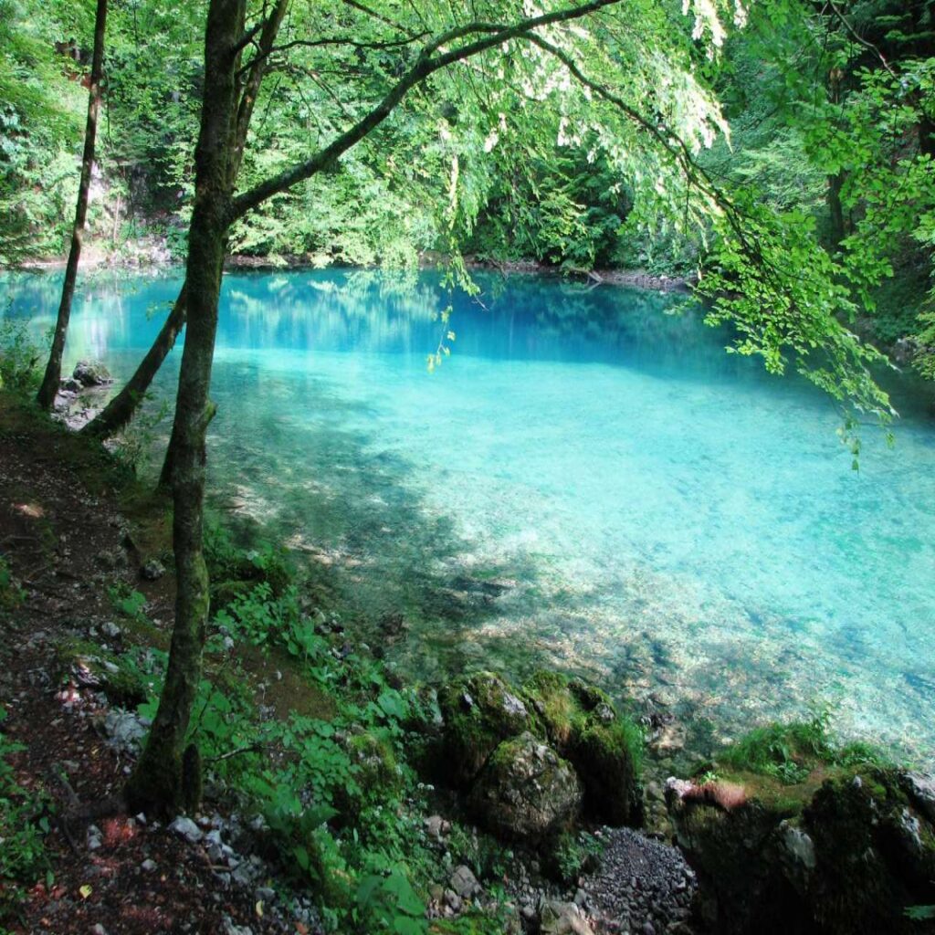 Risnjak