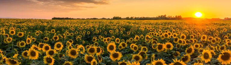 A sunflower field at sunset in Slavonia, eastern Croatia