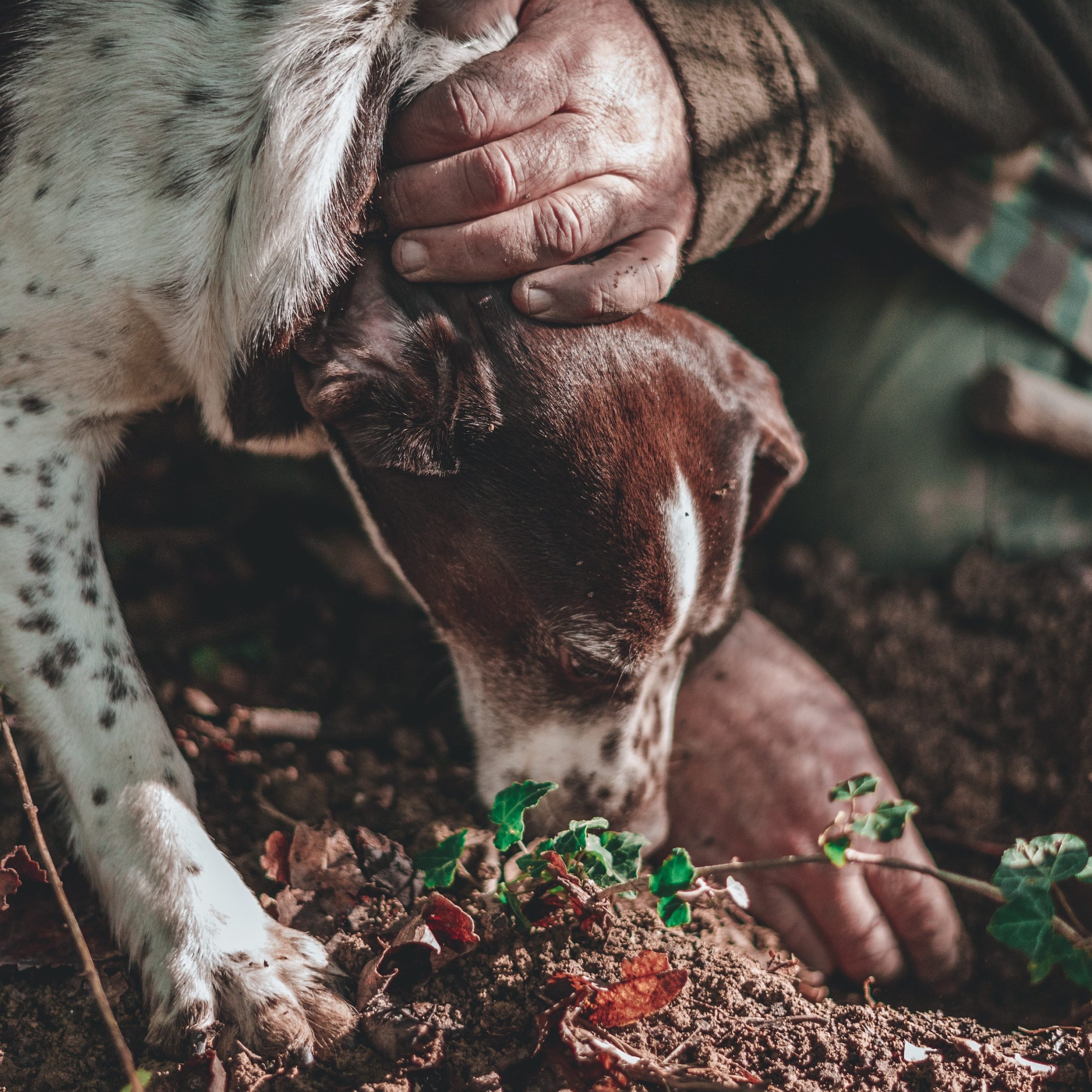 truffle hunting tour istria