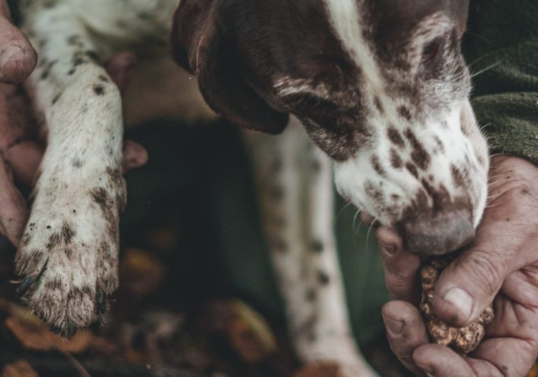 Truffle Hunting in Istria: Complete Guide