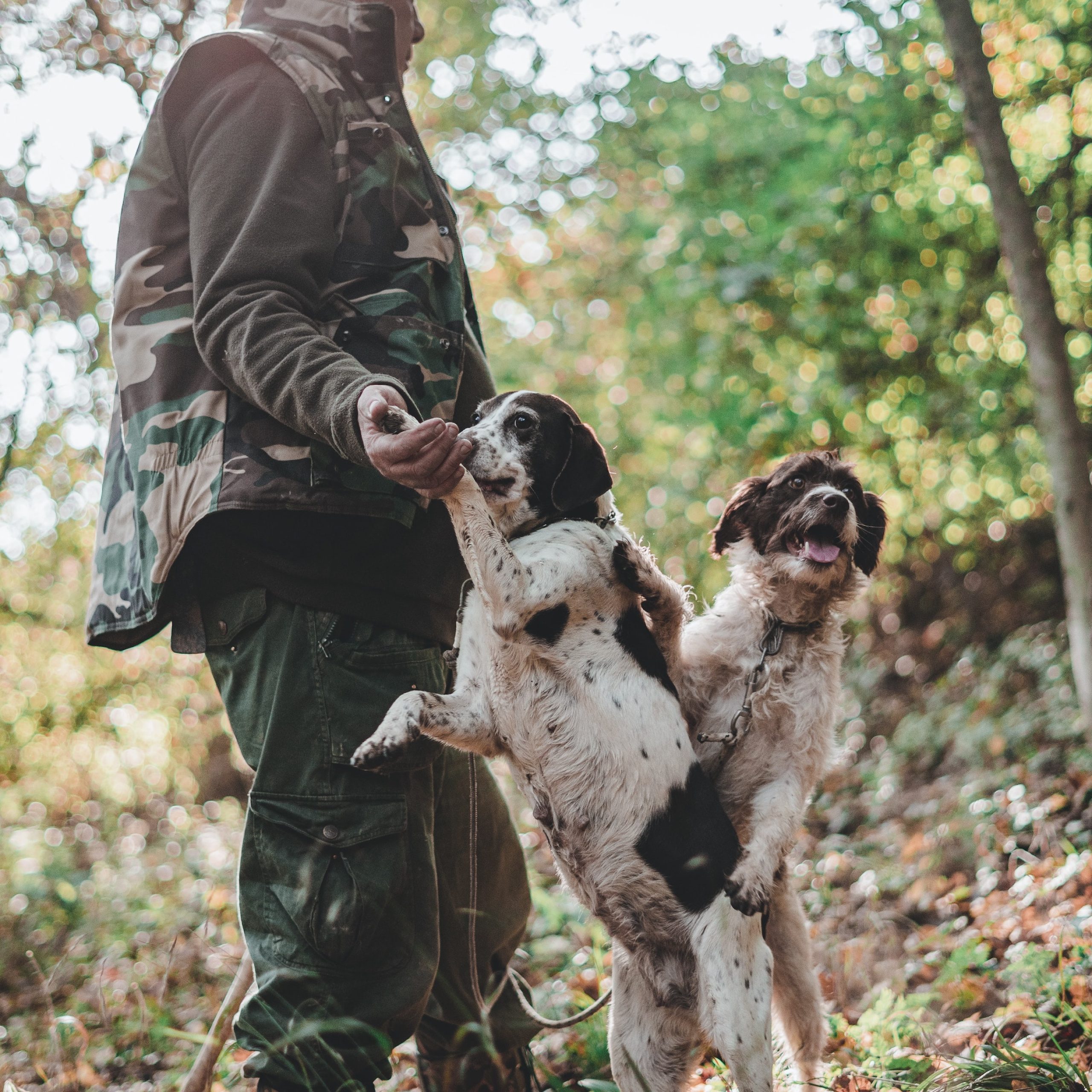 truffle hunting tour istria