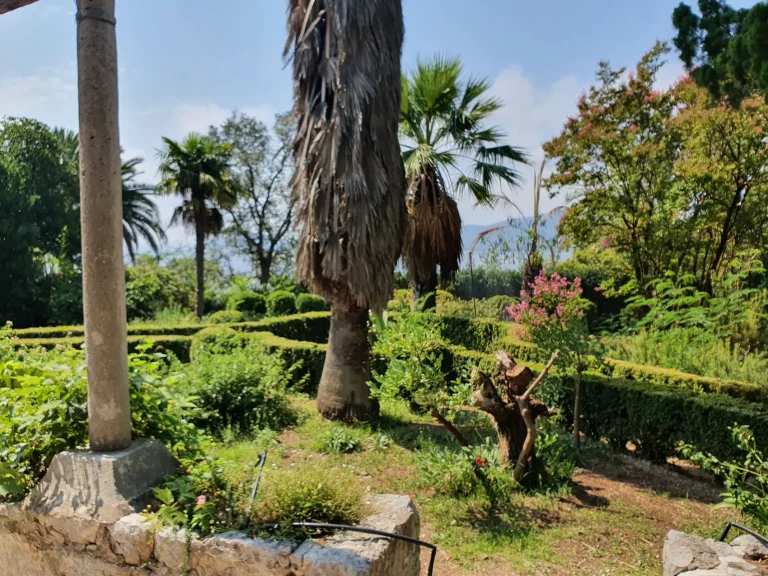 Palms and clipped hedges in Trsteno Arboretum near Dubrovnik, the King's Landing gardens
